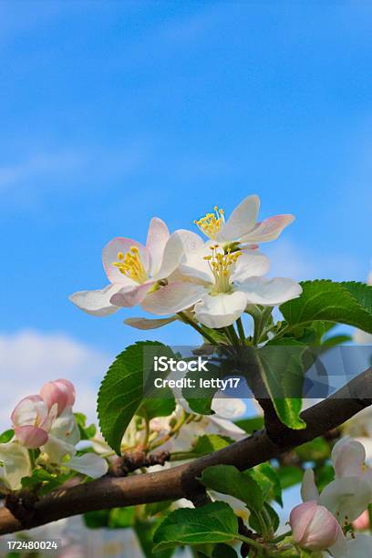 Kwiat Jabłoni - zdjęcia stockowe i więcej obrazów Bez ludzi - Bez ludzi, Drzewo, Fotografika