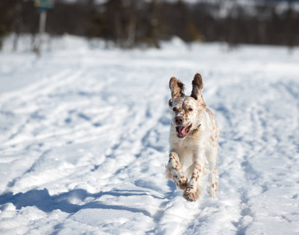 istock English Setter running in the snow, Norway 172480124