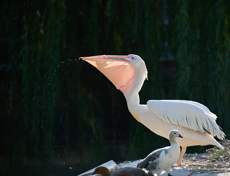White pelican eats fish on a pond