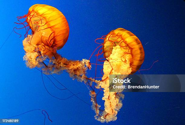 Подводный Dance — стоковые фотографии и другие картинки Медуза - Медуза, Разноцветный, Безпозвоночное