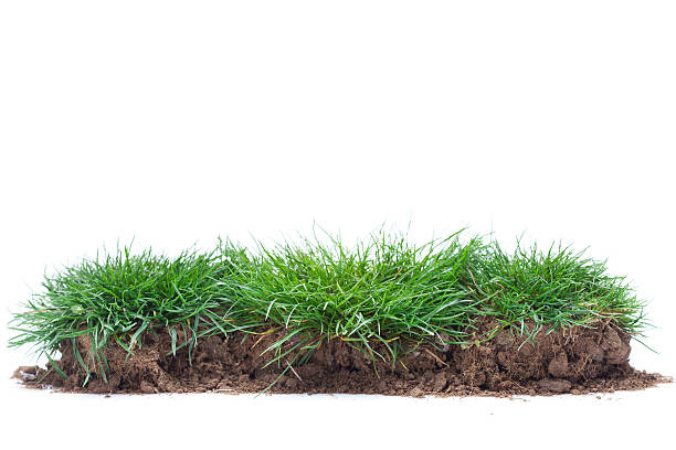 istock A green grass with soil on a white background 172480257