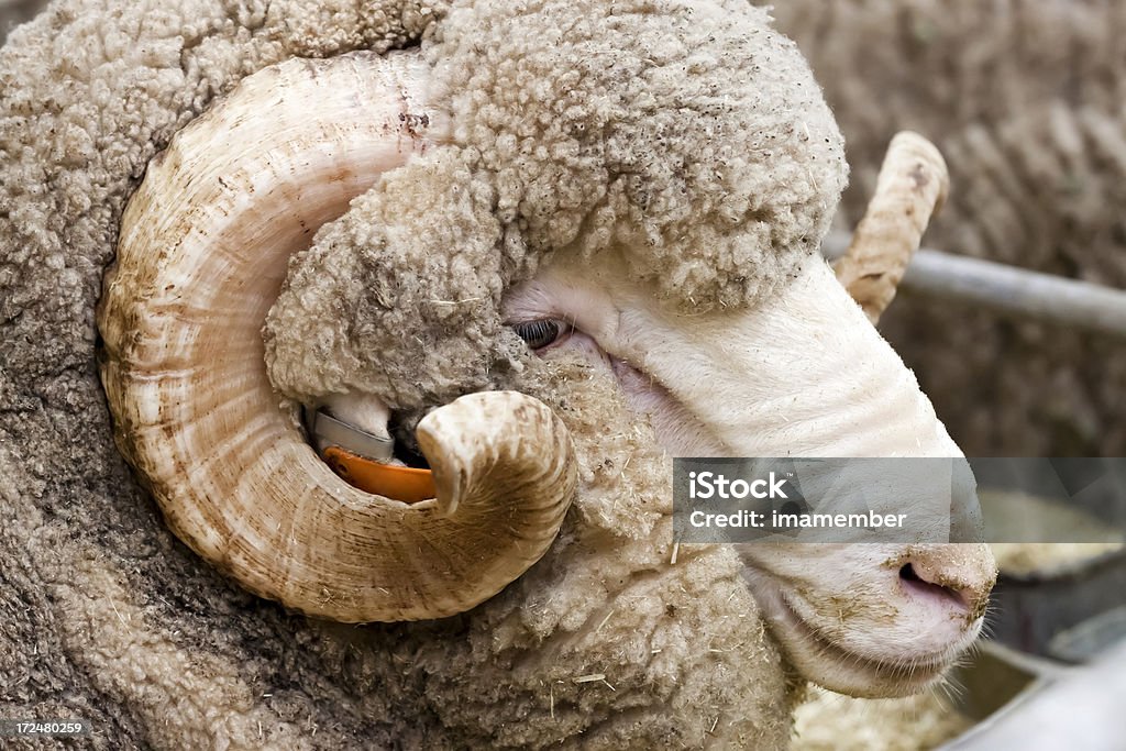 Merino en primer plano de ram - Foto de stock de Oveja merina libre de derechos