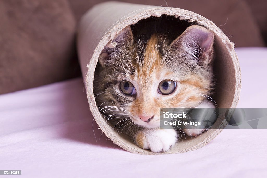 Chaton dans le carton pipe - Photo de Chat domestique libre de droits