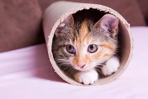 "tabby kitten hiding  into cardboard pipe, looking sidewards"