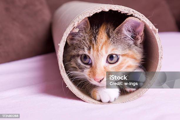 Kociak W Karton Rur - zdjęcia stockowe i więcej obrazów Kot domowy - Kot domowy, Rura, Chować się