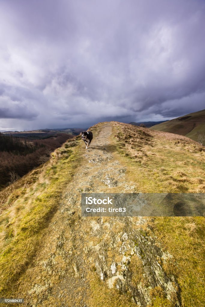 Border collie running in Welsh countryside Agricultural Field Stock Photo