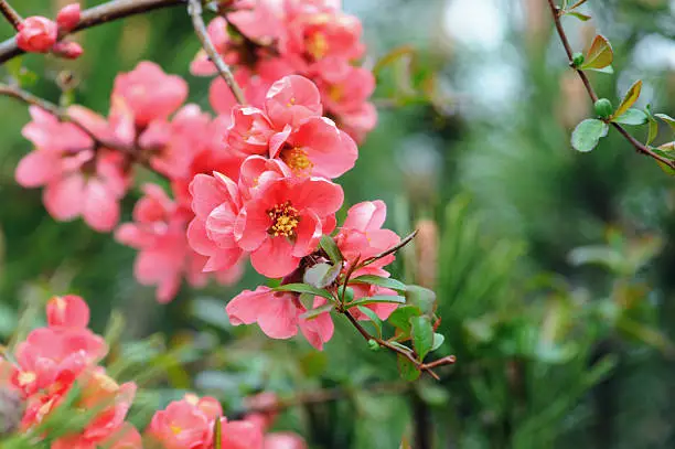 "red Chaenomeles - Scheinquitte oder Zierquitte. typical bush in garden, springtime."
