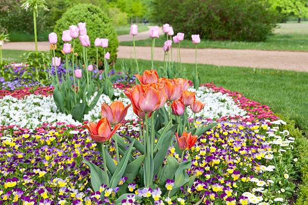 flores no parque - tulip flower tree beet imagens e fotografias de stock