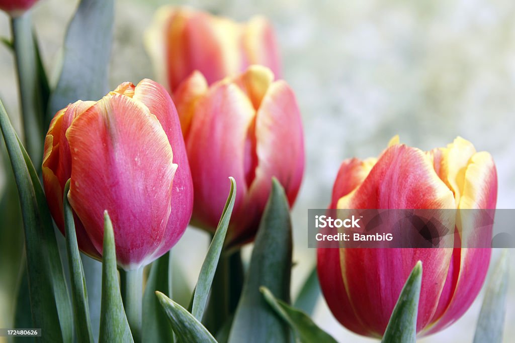 Tulipany - Zbiór zdjęć royalty-free (Bez ludzi)