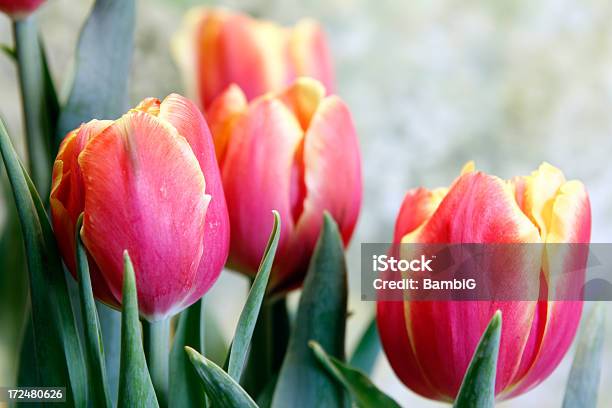 Tulipany - zdjęcia stockowe i więcej obrazów Bez ludzi - Bez ludzi, Czerwony, Fotografika