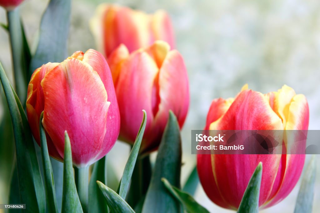 Tulipas - Foto de stock de Amarelo royalty-free