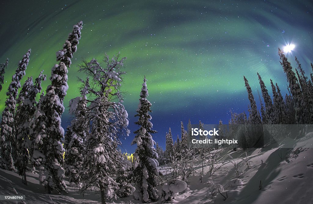 aurora boreale - Foto stock royalty-free di Albero