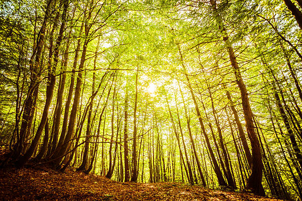 istock Green Forest and Sun Throught the Leaves 172480772