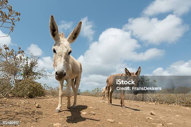 Eseln Walking Stockfoto und mehr Bilder von Australisches Buschland - Australisches Buschland, Blick nach unten, Domestizierte Tiere