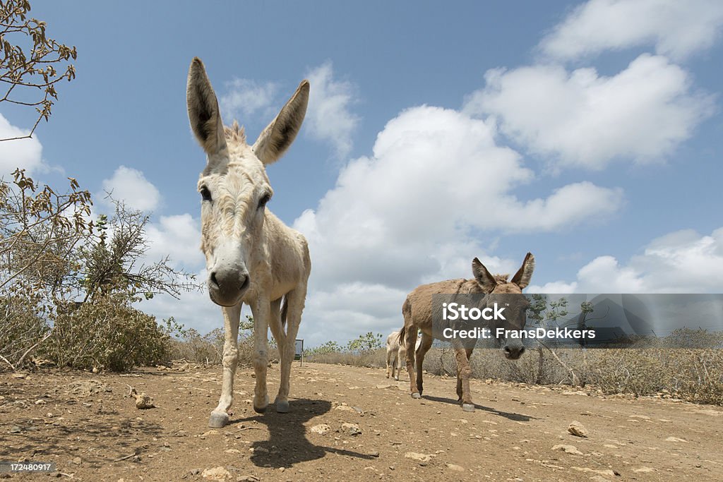 A unos burros - Foto de stock de Animal libre de derechos