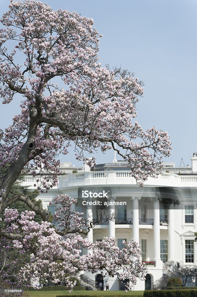 Casa blanca con cerezos en flor - Foto de stock de La Casa Blanca libre de derechos