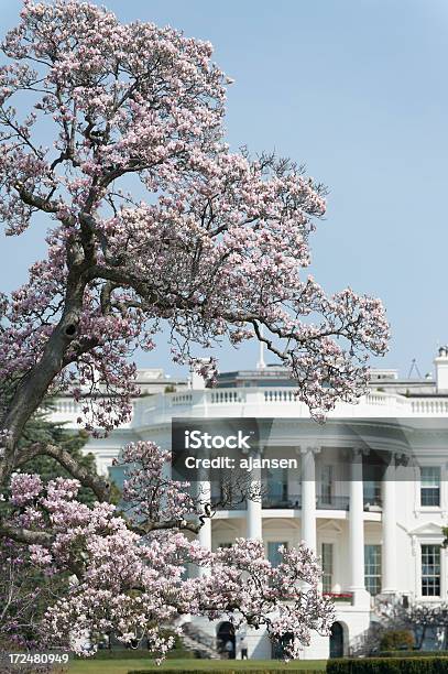 Foto de Casa Branca Com Flores De Cereja e mais fotos de stock de Casa Branca - Washington DC - Casa Branca - Washington DC, Primeiro plano, As Américas