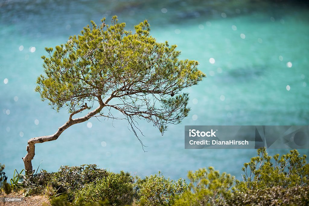 Spanische Kiefer tree - Lizenzfrei Insel Mallorca Stock-Foto
