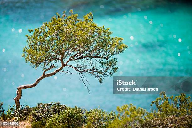 Spanische Kiefer Tree Stockfoto und mehr Bilder von Insel Mallorca - Insel Mallorca, Kiefer, Isoliert