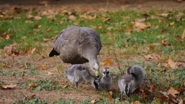 A cape barren goose family
