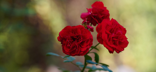 Single red rose