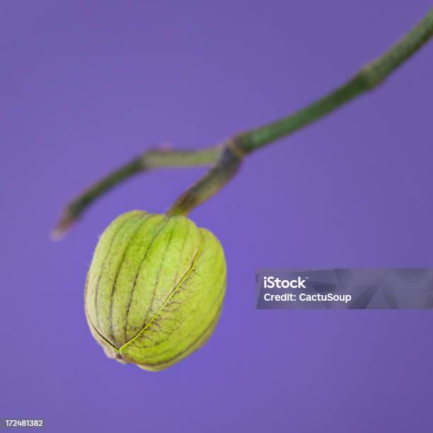 Orchid Bud Stockfoto und mehr Bilder von Besonderes Lebensereignis - Besonderes Lebensereignis, Bildschärfe, Blatt - Pflanzenbestandteile