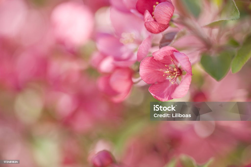 Crab Apple Blüten - Lizenzfrei Apfelbaum-Blüte Stock-Foto