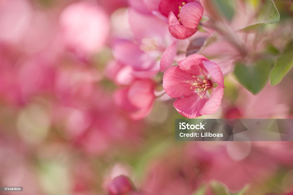 Manzana silvestre cerezos en flor - Foto de stock de Cabeza de flor libre de derechos
