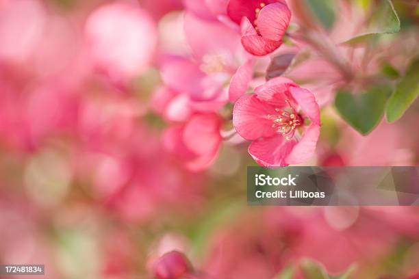 Manzana Silvestre Cerezos En Flor Foto de stock y más banco de imágenes de Cabeza de flor - Cabeza de flor, Color - Tipo de imagen, Desenfocado