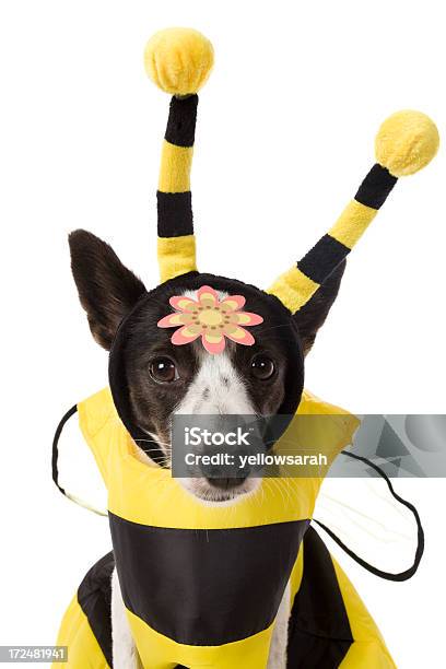Ładny Pszczoła Pies - zdjęcia stockowe i więcej obrazów Białe tło - Białe tło, Czarny kolor, Część ciała zwierzęcia