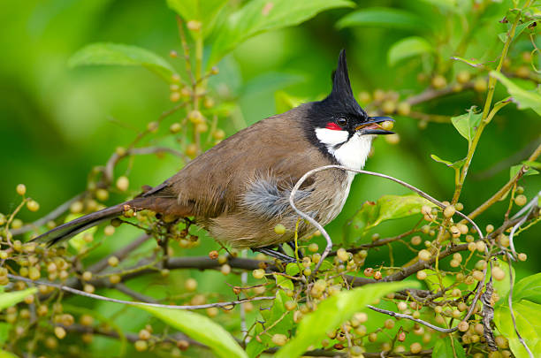White-cheeked Bulbul