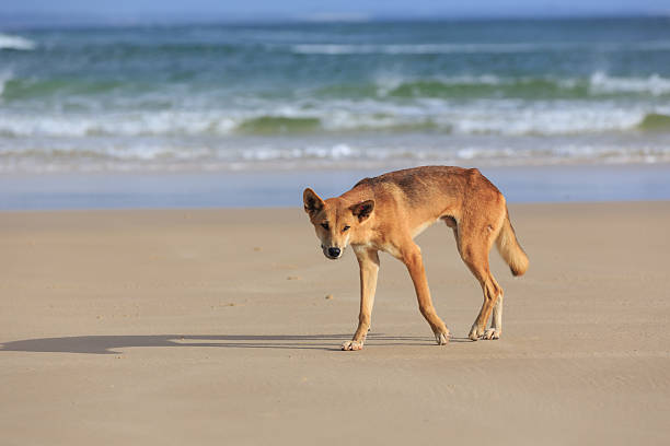 istock Dingo on Fraser Island Beach, Australia 172482116