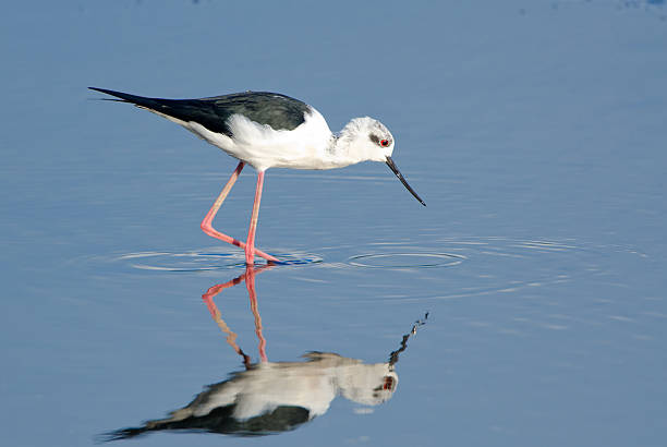 Black-winged Stilt, with reflection,  Hong Kong Wetland Park.