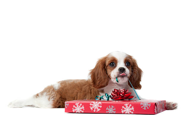 Cavalier King Charles Spaniel puppy stock photo
