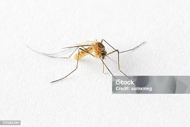 Culex Tritaeniorhynchus - Fotografias de stock e mais imagens de Figura para recortar - Figura para recortar, Mosquito, Visão Frontal