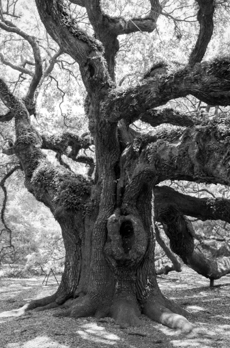 Trunk of a centuries-old Live Oak tree at Angel Oak Park on Johns Island near Charleston, South Carolina
