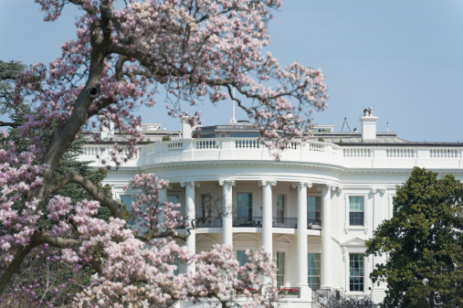 white house with cherry blossoms