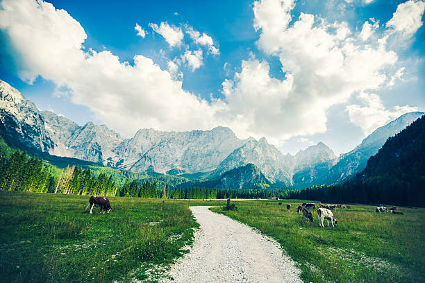 istock Pasture in The Alps 172482528