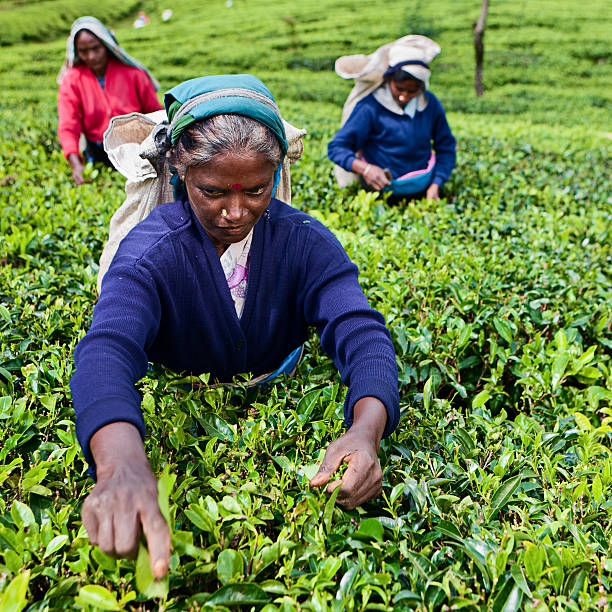 istock Tamil tea pickers, Sri Lanka 172482736