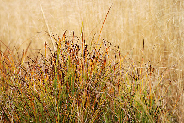 Autumn grass Autumn grass carex pluriflora stock pictures, royalty-free photos & images