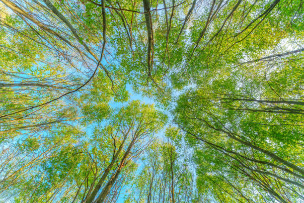 istock early autumn forest with setting sun shining through leaves and branches. Nature, environment and sustainability concepts, beech trees and sunstar 1724829471