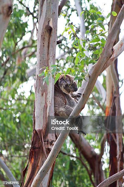 Foto de Coala e mais fotos de stock de Animal - Animal, Austrália, Cinza - Descrição de Cor