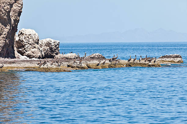istock Brown Pelicans, Baja California, Mexico 172483021