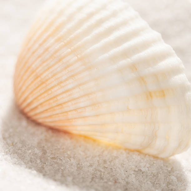 istock Cockle Seashell on White Sand Beach 172483130