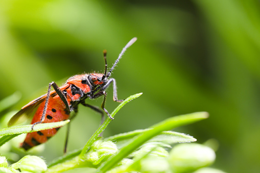 Side view of a scentless plant bug known as cinnamon bug or black and red squash bug (Corizus hyoscyami) posing with slightly open wings, sitting on a green leaf.
