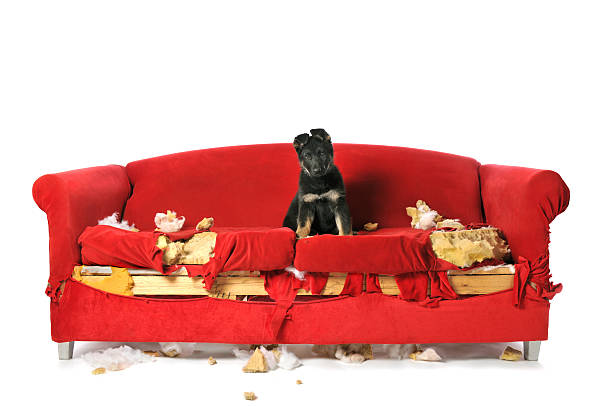 German Shepard Puppy Sitting on a Destroyed Red Couch stock photo