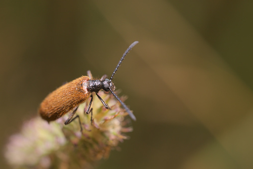 Rough hair, Rough wool beetle (Lagria hirta) from Tenebrionidae family sitting on grass inflorescence.