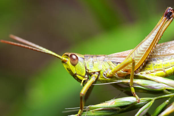 istock Green grasshopper on an ear of grain 1724835090