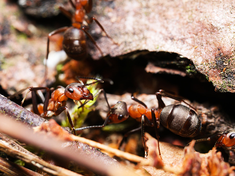 A close-up of ants walking along their pheromone trail on the forest floor among fallen leaves and tree bark.