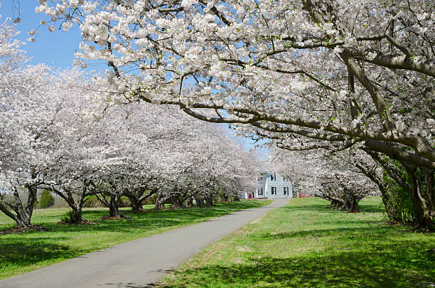 Cherry Blossoms Cherry trees line a drive that leads to an 18th Century Plantation House. tree lined driveway stock pictures, royalty-free photos & images